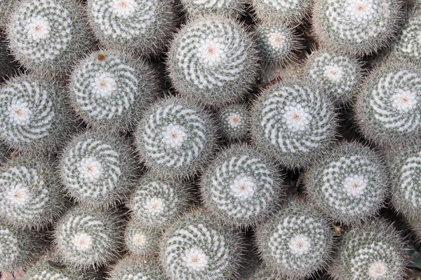 在瑞士圣加仑 孪生纺纱仙人掌 作为背景 其科学名称为Mammillaria Geminispina Mammillaria Elegans 原产于墨西哥 — 图库照片