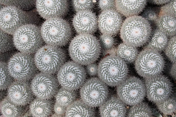Egy Csoport Twin Spined Kaktusz Háttérként Gallen Svájc Tudományos Neve — Stock Fotó