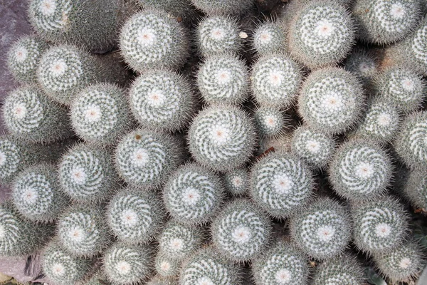 在瑞士圣加仑 孪生纺纱仙人掌 作为背景 其科学名称为Mammillaria Geminispina Mammillaria Elegans 原产于墨西哥 — 图库照片
