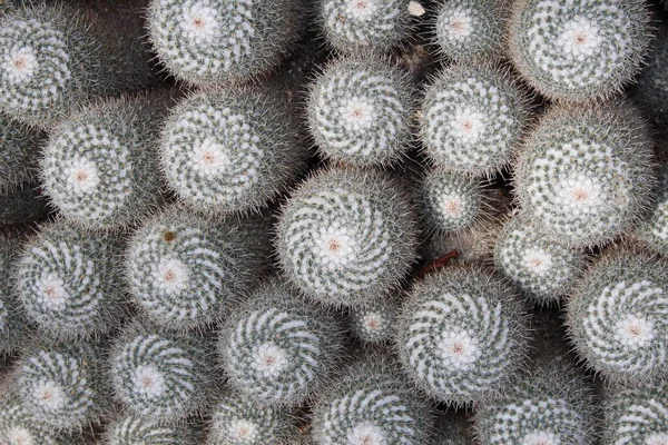 Gruppo Twin Spined Cactus Come Sfondo San Gallo Svizzera Suo — Foto Stock