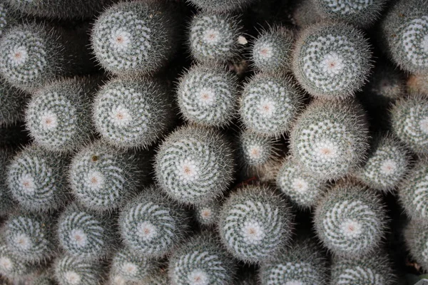 在瑞士圣加仑 孪生纺纱仙人掌 作为背景 其科学名称为Mammillaria Geminispina Mammillaria Elegans 原产于墨西哥 — 图库照片