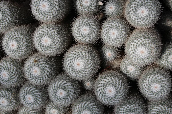 在瑞士圣加仑 孪生纺纱仙人掌 作为背景 其科学名称为Mammillaria Geminispina Mammillaria Elegans 原产于墨西哥 — 图库照片