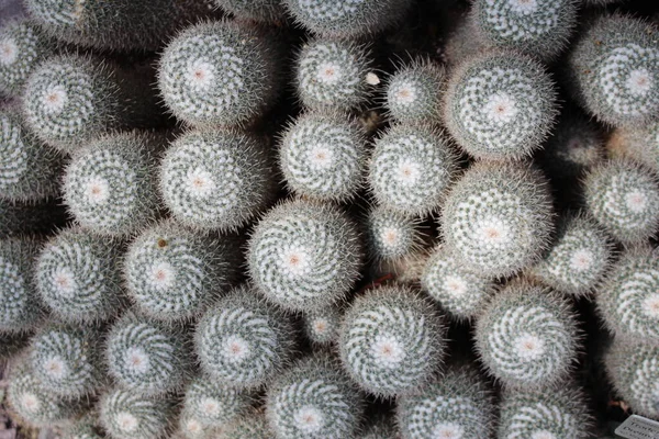 在瑞士圣加仑 孪生纺纱仙人掌 作为背景 其科学名称为Mammillaria Geminispina Mammillaria Elegans 原产于墨西哥 — 图库照片