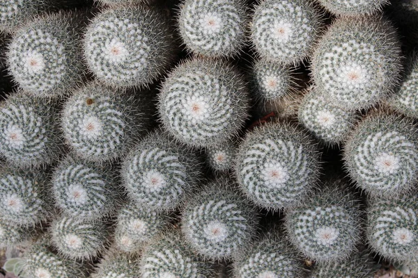Grupp Twin Spined Kaktus Som Bakgrund Gallen Schweiz Dess Vetenskapliga — Stockfoto