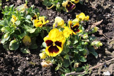 Melez siyah ve sarı 