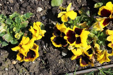 Melez siyah ve sarı 