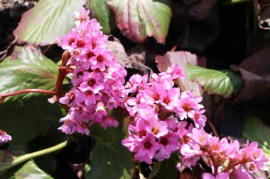 İsviçre, St. Gallen 'deki Pembe Fil Kulağı çiçekleri. Bilimsel adı Bergenia Cordifolia, Altai ve Moğolistan 'a özgüdür..
