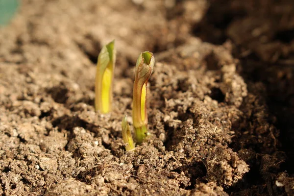 Decorative Dahlia Seeds Freshly Sprout Fertilized Soil April — Stock Photo, Image