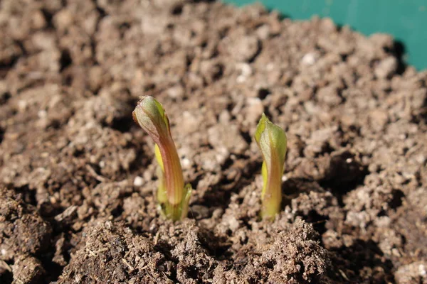 Graines Décoratives Dahlia Fraîchement Germées Dans Sol Fertilisé Avril — Photo