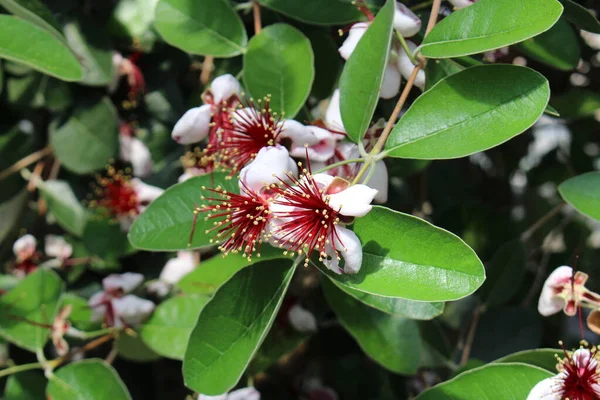 Fleurs Goyave Ananas Feijoa Guavasteen Saint Gall Suisse Son Nom — Photo