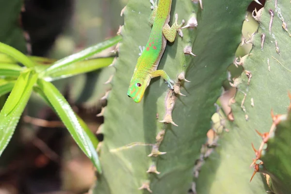 Gold Dust Day Gecko Broad Tail Day Gecko Gallen Suíça — Fotografia de Stock