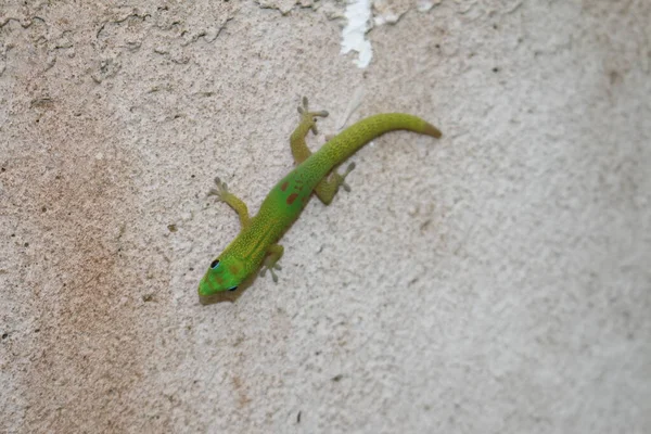 Gold Dust Day Gecko Broad Tail Day Gecko Gallen Suíça — Fotografia de Stock