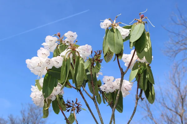 Fleurs Blanches Rhododendron Saint Gall Suisse Son Nom Scientifique Est — Photo