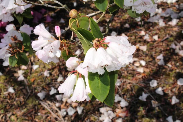 Fleurs Blanches Rhododendron Saint Gall Suisse Son Nom Scientifique Est — Photo