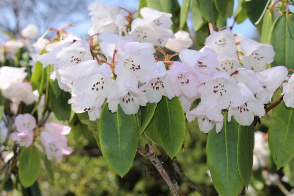Fleurs Blanches Rhododendron Saint Gall Suisse Son Nom Scientifique Est — Photo