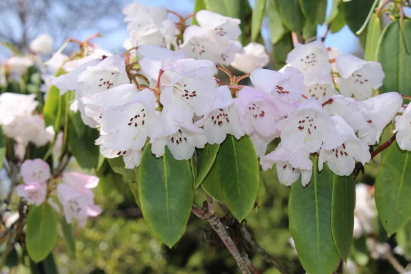 Flores Blancas Rhododendron Gallen Suiza Nombre Científico Rhododendron Oreodoxa Var —  Fotos de Stock