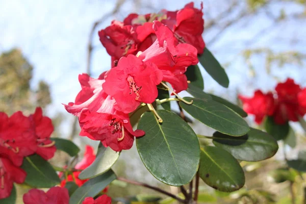 瑞士圣加仑的红色 Thomsons Rhododendron 其科学名称是Rhododendron Thomsonii 原产于锡金 不丹和西藏 — 图库照片