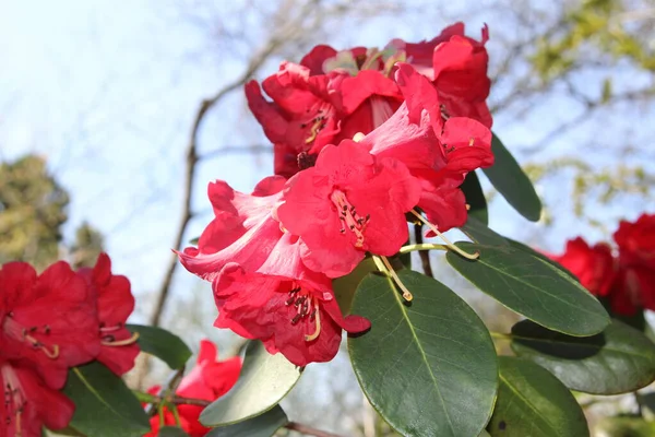 Красные Цветы Thomsons Rhododendron Санкт Галлене Швейцария Научное Название Рододендрон — стоковое фото