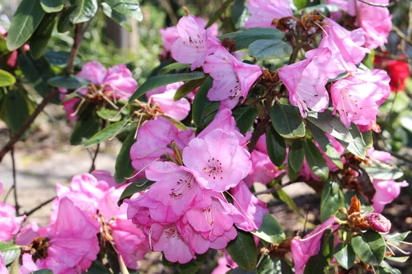 Rosa Rhododendron Flores Gallen Suiza Nombre Científico Rhododendron Hirtipes Nativo —  Fotos de Stock