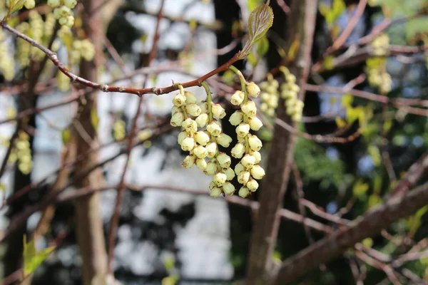 Fleurs Hâtives Spiketail Stachyurus Précoce Grappes Printemps Gallen Suisse Son — Photo