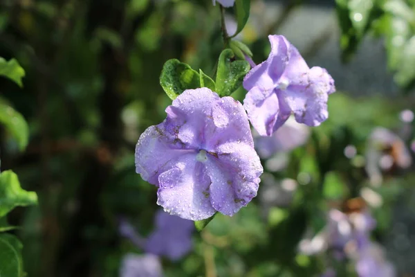 Manaca Brunfelsia Blume Oder Christmas Bloom Paraguay Jasmine Mit Regentropfen — Stockfoto