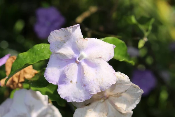 Manaca Brunfelsia Blume Oder Christmas Bloom Paraguay Jasmine Mit Regentropfen — Stockfoto
