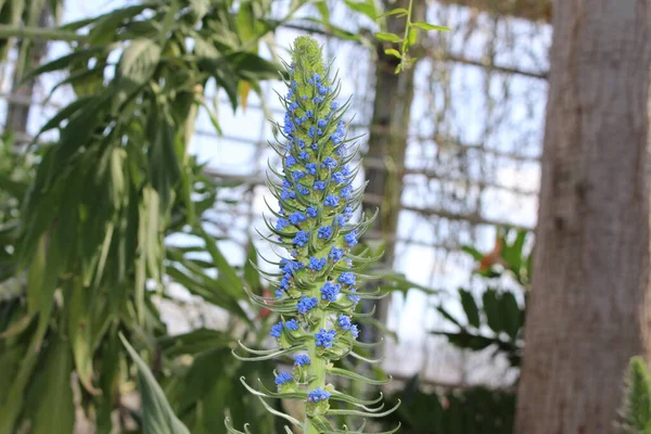 Blue Pride Madeira Flowers Gallen Switzerland Its Scientific Name Echium — Stock Photo, Image