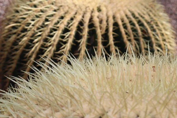 Big Golden Barrel Cactus Або Golden Ball Mother Laws Cushion — стокове фото