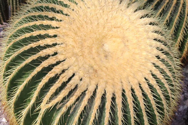 Stor Golden Barrel Cactus Eller Golden Ball Mother Laws Cushion — Stockfoto