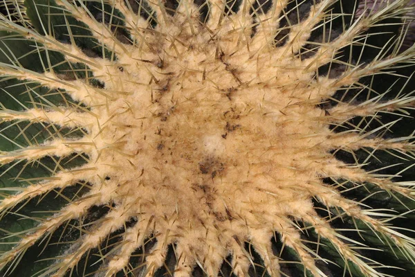 位于瑞士圣加仑的大型 金桶仙人掌 岳母座垫 其科学名称是Echinocactus Grusonii 原产于墨西哥东部和中部 — 图库照片