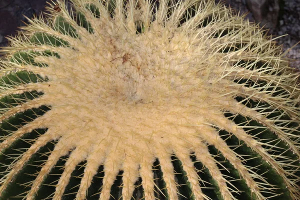 位于瑞士圣加仑的大型 金桶仙人掌 岳母座垫 其科学名称是Echinocactus Grusonii 原产于墨西哥东部和中部 — 图库照片