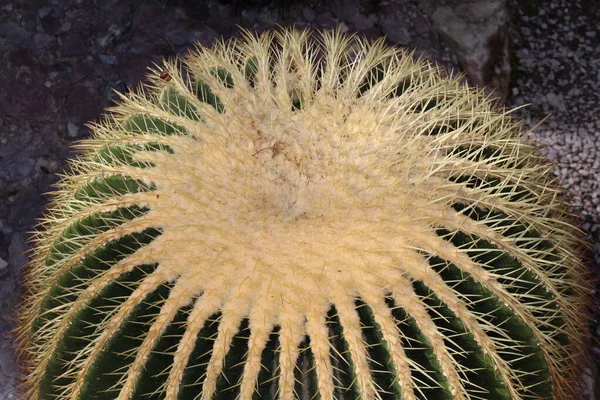 Nagy Golden Barrel Cactus Vagy Golden Ball Mother Laws Cushion — Stock Fotó