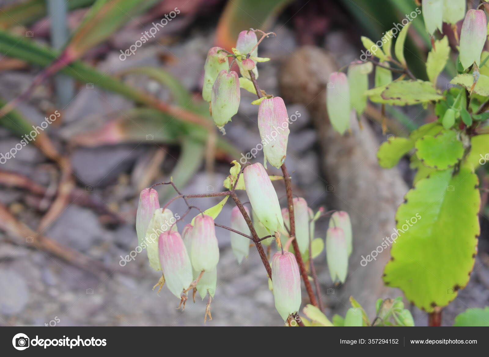 Cathedral Bells Air Plant Life Plant Miracle Leaf Goethe Plant Stock Photo Image By C Rukimedia