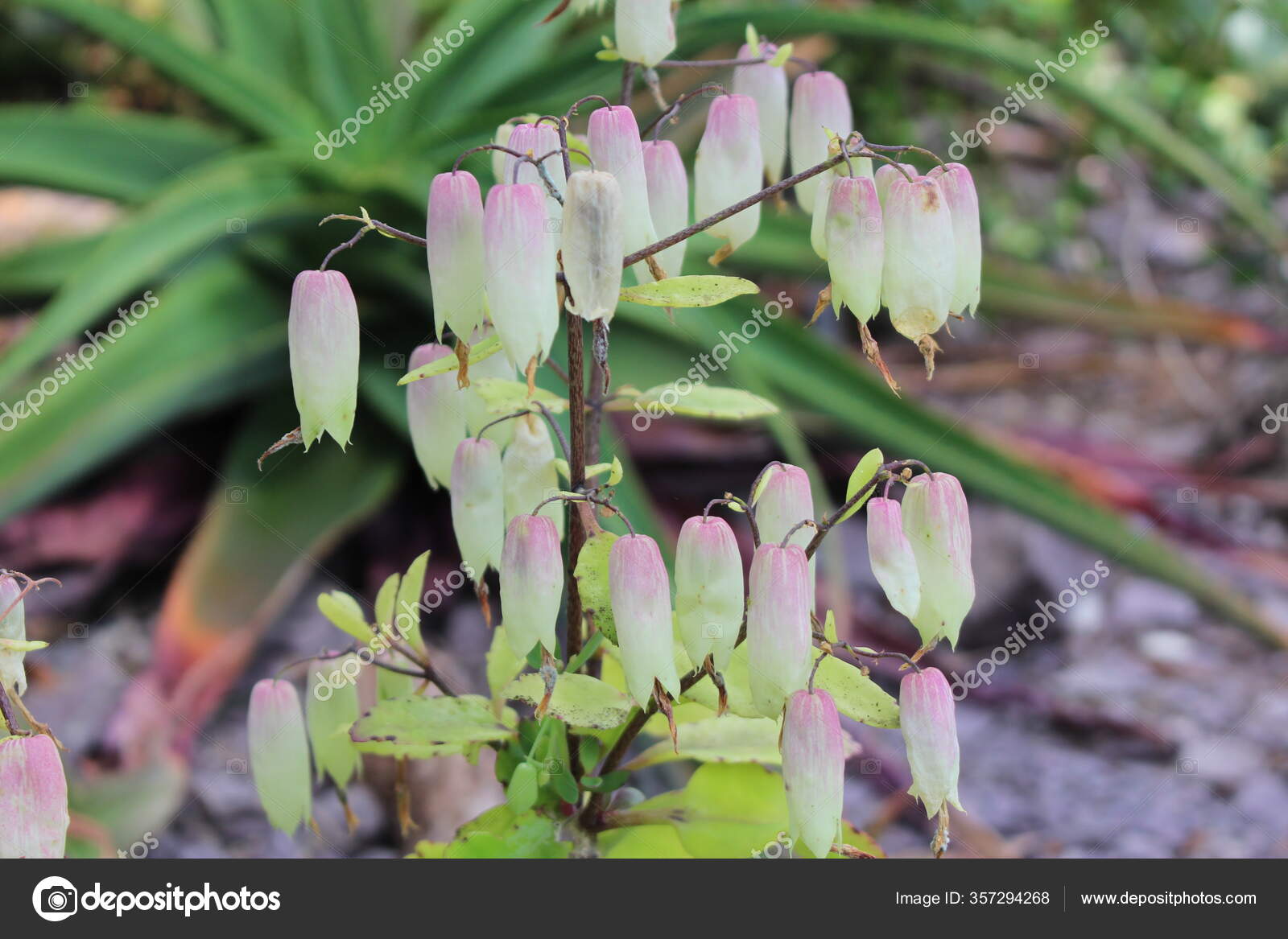 Cathedral Bells Air Plant Life Plant Miracle Leaf Goethe Plant Stock Photo Image By C Rukimedia Cathedral Bells Air Plant Life Plant Miracle Leaf Goethe Plant Stock Photo Image By C Rukimedia