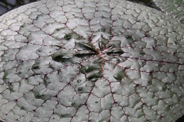  İsviçre 'nin St. Gallen kentinde suyun üzerinde yüzen yeşil 