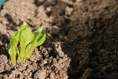 Dekoratif yıldız tohumu Nisan ayında döllenmiş toprakta taze filizlenir.