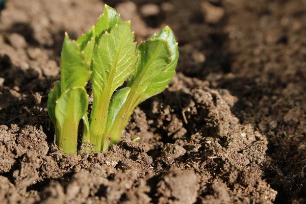 Decorative Dahlia Seeds Freshly Sprout Fertilized Soil April — Stock Photo, Image