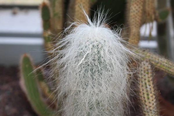 Old Man Cactus Gallen Suíça Seu Nome Científico Cephalocereus Senilis — Fotografia de Stock