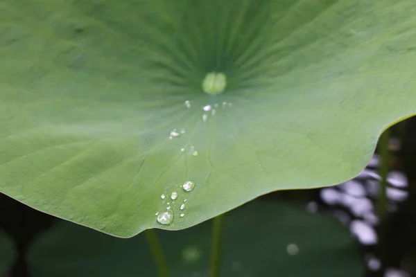 Green Large Indian Lotus Sacred Lotus Bean India Leaf Gallen — Stock Photo, Image
