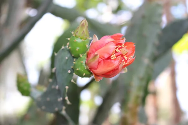 Red Flower Blooming Opuntia Cactus Gallen Switzerland Its Scientific Name — Stock Photo, Image