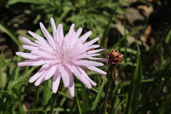 Purple Viper Grass Blomma Gallen Schweiz Dess Vetenskapliga Namn Scorzonera — Stockfoto
