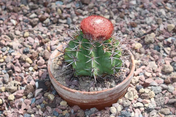 Melon Cactus Eller Turk Cap Gray Melon Cactus Med Rött — Stockfoto