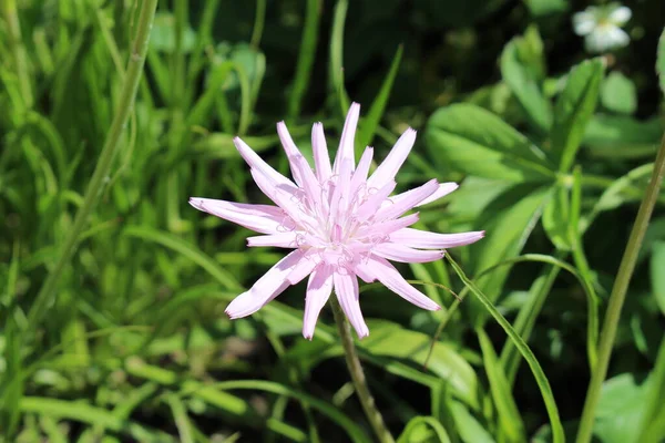 Purple Viper Grass Blomma Gallen Schweiz Dess Vetenskapliga Namn Scorzonera — Stockfoto