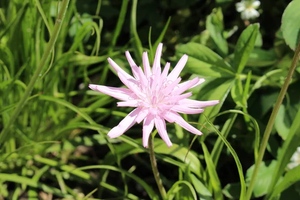 Purple Viper Grass Blomma Gallen Schweiz Dess Vetenskapliga Namn Scorzonera — Stockfoto