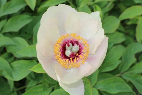 Wittmann Peony Flor Gallen Suíça Seu Nome Científico Paeonia Wittmanniana — Fotografia de Stock