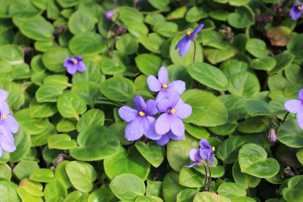 Fiori Viola Africana San Gallo Svizzera Suo Nome Scientifico Saintpaulia — Foto Stock