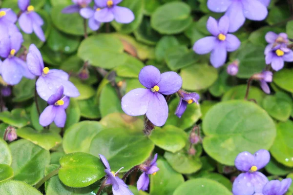 Fiori Viola Africana San Gallo Svizzera Suo Nome Scientifico Saintpaulia — Foto Stock