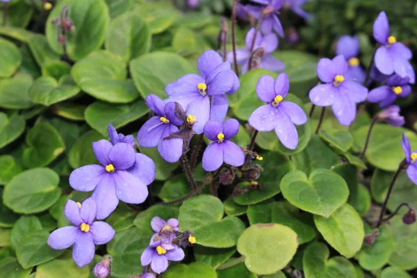 Afrikanska Violetta Blommor Gallen Schweiz Dess Vetenskapliga Namn Saintpaulia Ionantha — Stockfoto