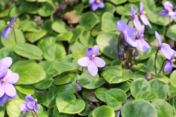 African Violet Flowers Gallen Switzerland Its Scientific Name Saintpaulia Ionantha — Stock Photo, Image