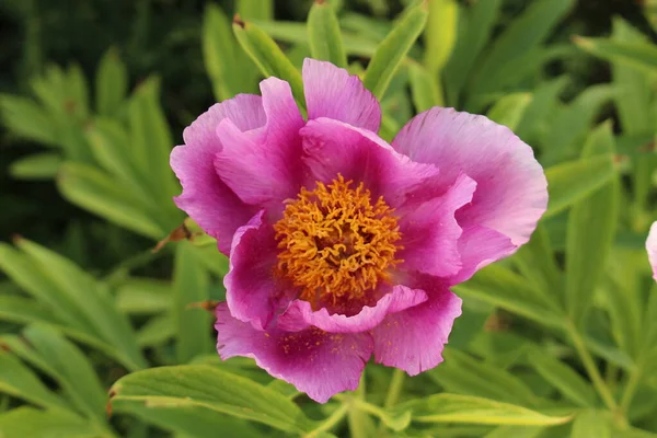 Garten Pfingstrose Oder Gemeine Pfingstrose Gallen Schweiz Sein Wissenschaftlicher Name — Stockfoto